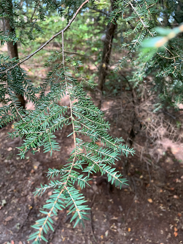 Tsuga canadensis, photograph 1