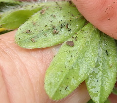 Leobordea corymbosa