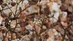 Nemacladus pinnatifidus