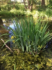 Iris pseudacorus