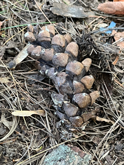 Pinus strobus, photograph (c) Andrew Sebastian, some rights reserved (CC BY)