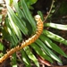 Blechnum chiriquanum - Photo (c) Lena Struwe, some rights reserved (CC BY-SA), uploaded by Lena Struwe
