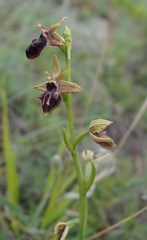 Ophrys mammosa