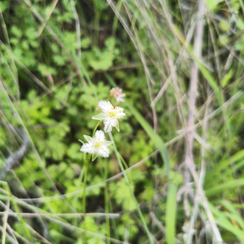 Trichopetalum plumosum
