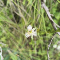 Trichopetalum plumosum, photograph author not stated, no rights reserved