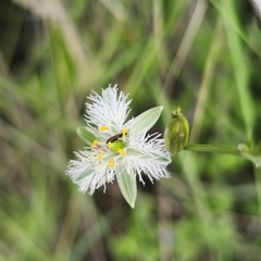 Trichopetalum plumosum, photograph author not stated, no rights reserved