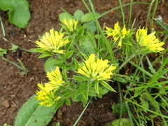 Leobordea corymbosa