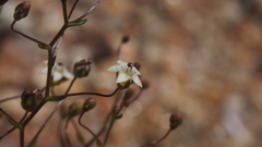 Nemacladus pinnatifidus