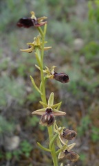 Ophrys mammosa