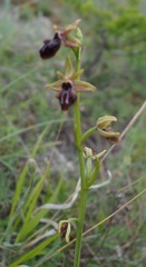 Ophrys mammosa