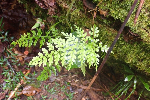 Asplenium laserpitiifolium observed 2026-09-11