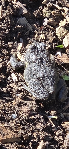 American Toad