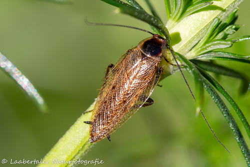 Dusky Cockroach