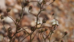 Nemacladus pinnatifidus