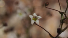 Nemacladus pinnatifidus