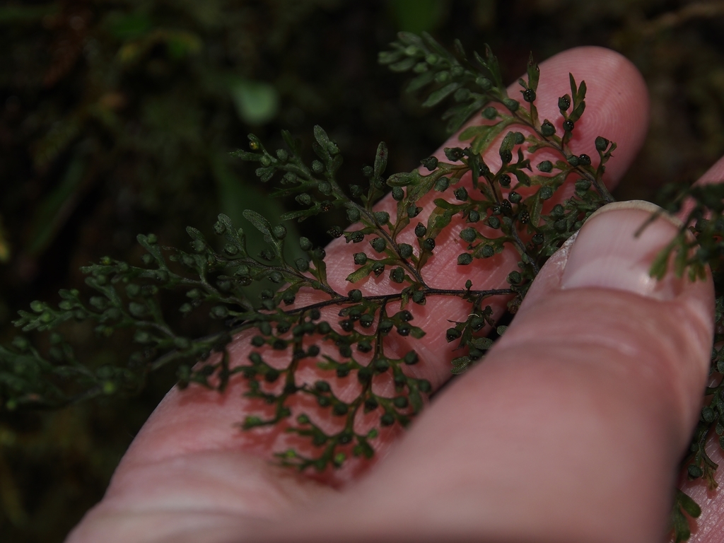 Hymenophyllum fucoides