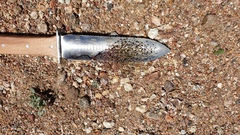 Nemacladus pinnatifidus