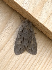 Lithophane thaxteri