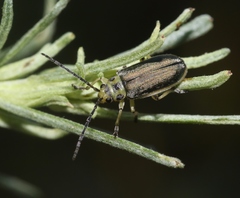 Trirhabda sericotrachyla