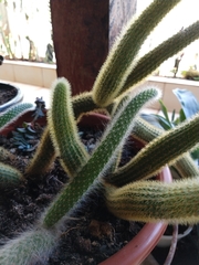 Cleistocactus colademononis