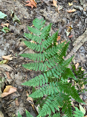 Dryopteris intermedia