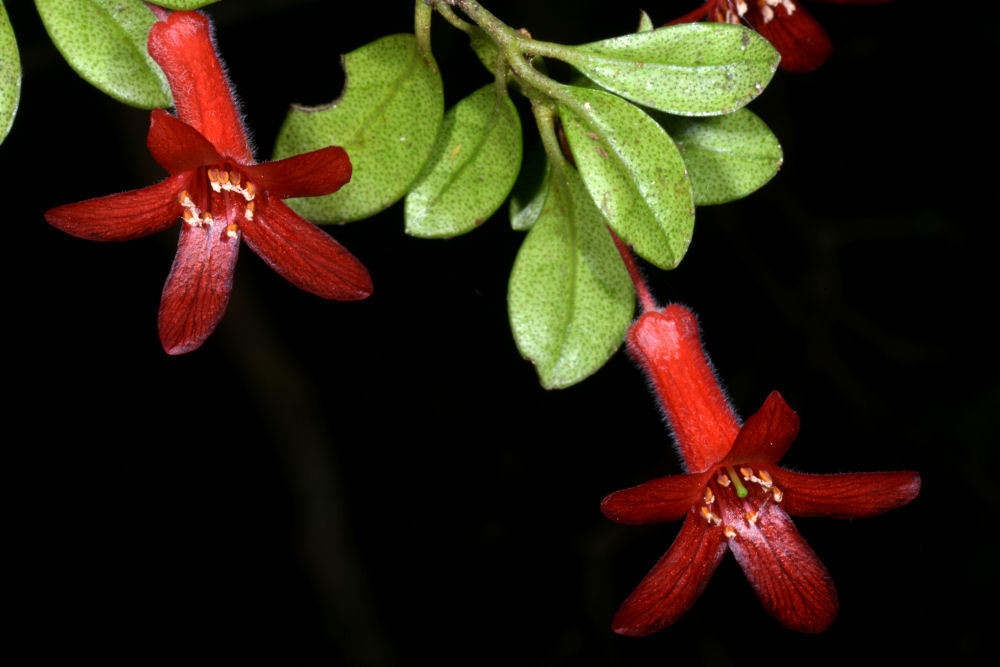 Rhododendron burttii; photograph Gary Yong Gee, CC BY, iNaturalist via GBIF