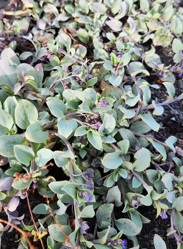 Oysterplant