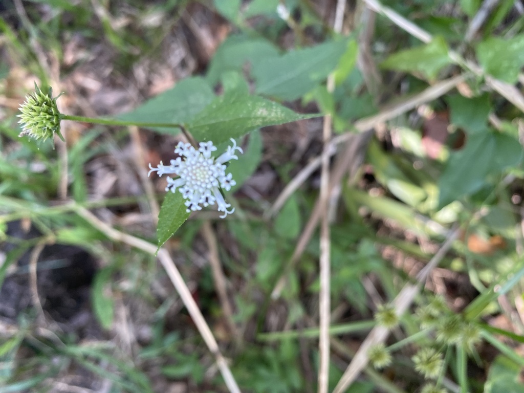 Melanthera nivea; photograph author not stated, no rights reserved