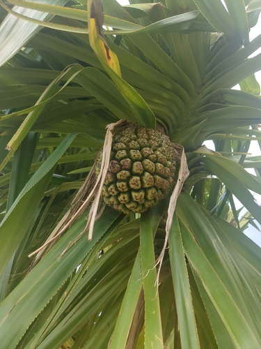 Pandanus tectorius observed 2026-09-26