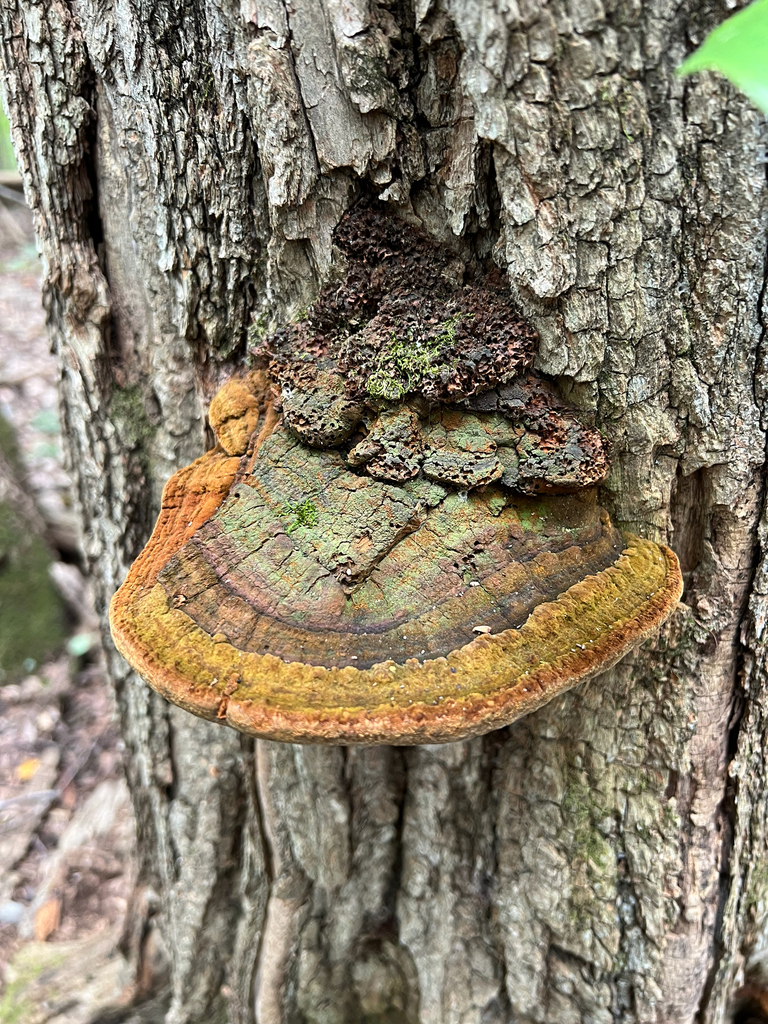 Cracked Cap Polypore · September 2026 · photo: Photo: no rights reserved · iNaturalist
