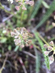 Teesdalia
