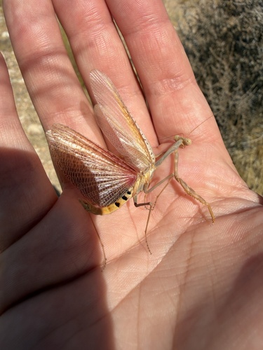 California Mantis