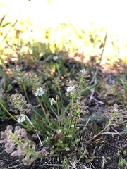 Teesdalia