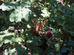 Gunnera talamancana