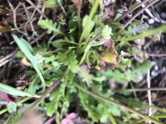 Teesdalia