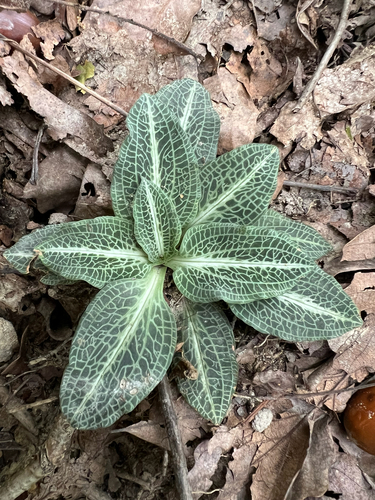 Goodyera pubescens, photograph 1
