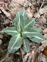Goodyera pubescens