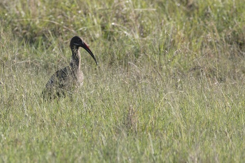 Hadada Ibis