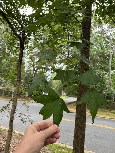 Liquidambar styraciflua