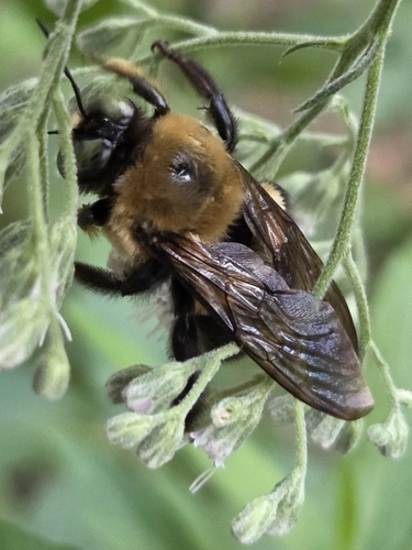 Eastern Carpenter Bee