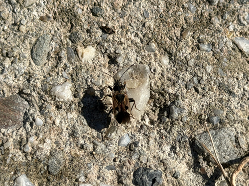 bright-spotted groundbug