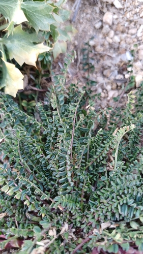 Casbah Biserrula