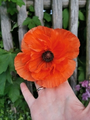 Papaver orientale