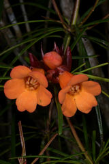 Rhododendron stenophyllum