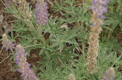 Lupinus leucophyllus