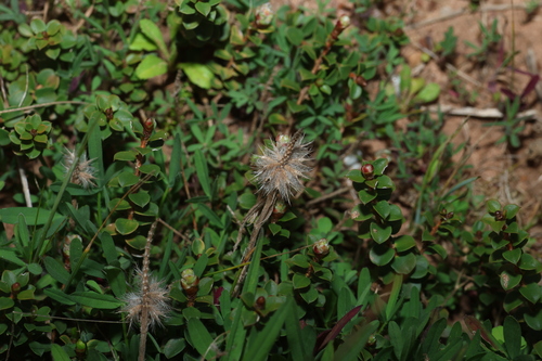 Trifolium angustifolium, photograph 1