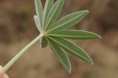 Lupinus leucophyllus