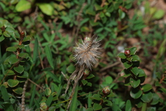 Trifolium angustifolium
