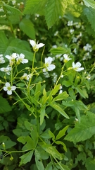 Cardamine amara