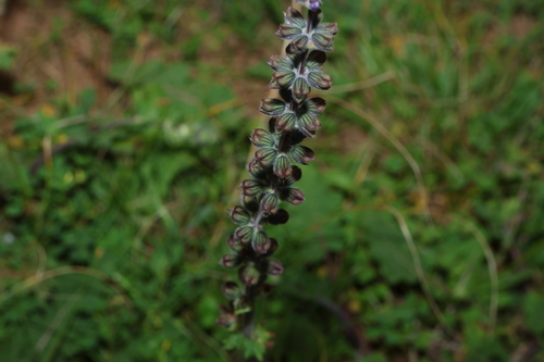 Salvia verbenaca, photograph 1